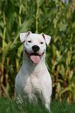 DOGUE ARGENTIN 370